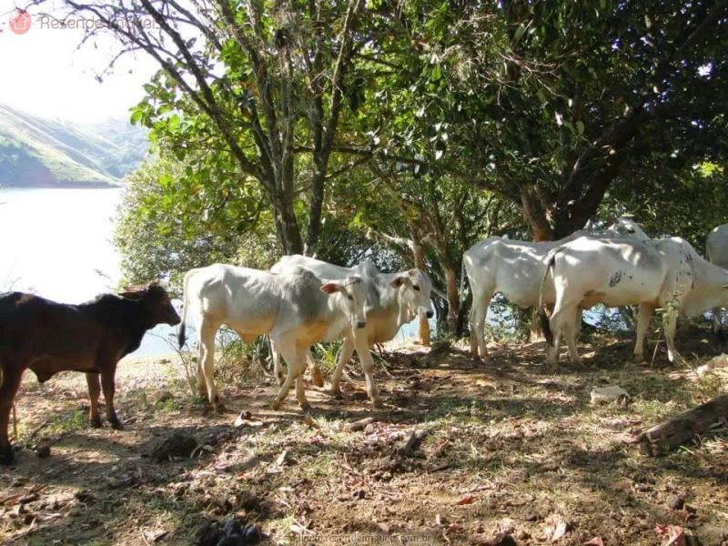 Foto 26 de 35 - Chácara para venda em Alambari