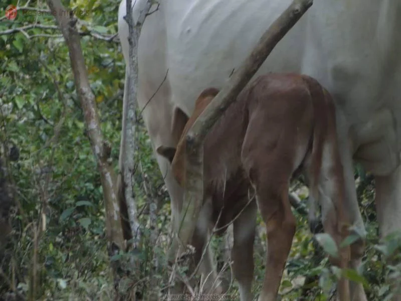 Foto 35 de 35 - Chácara para venda em Alambari