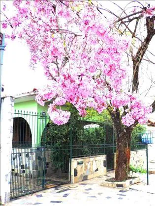 Casa para venda e aluguel em Vila Julieta