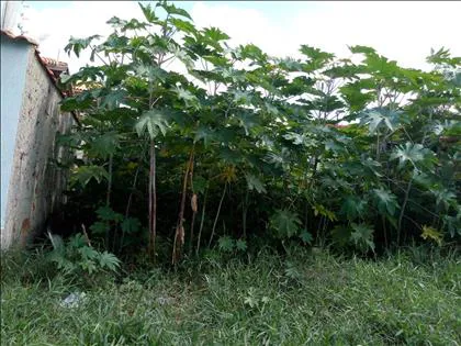 Terreno para venda em Jardim Aliança II