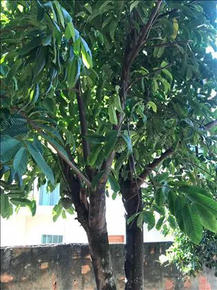 Casa para venda em Mirante das Agulhas